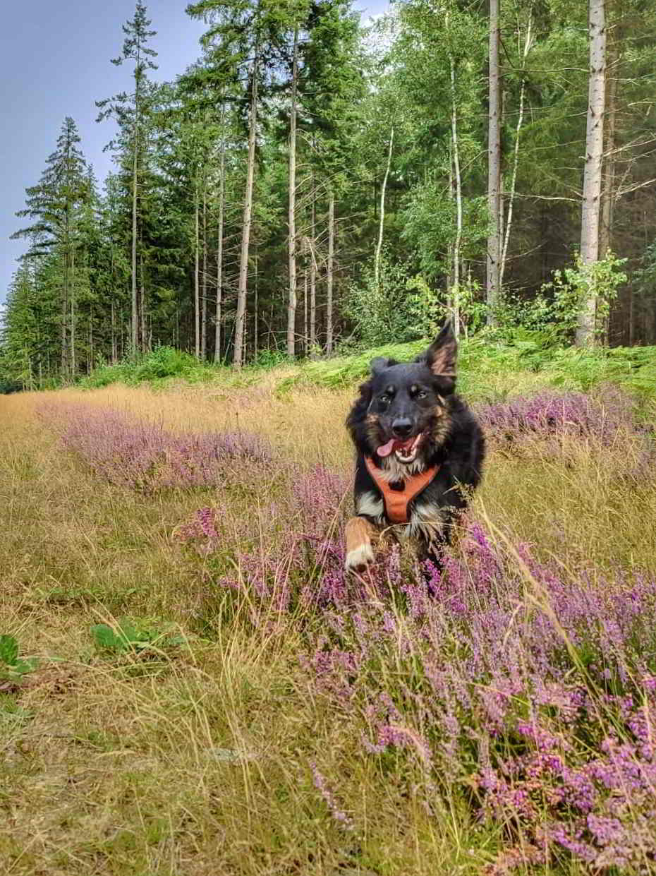 Border Collie curieux