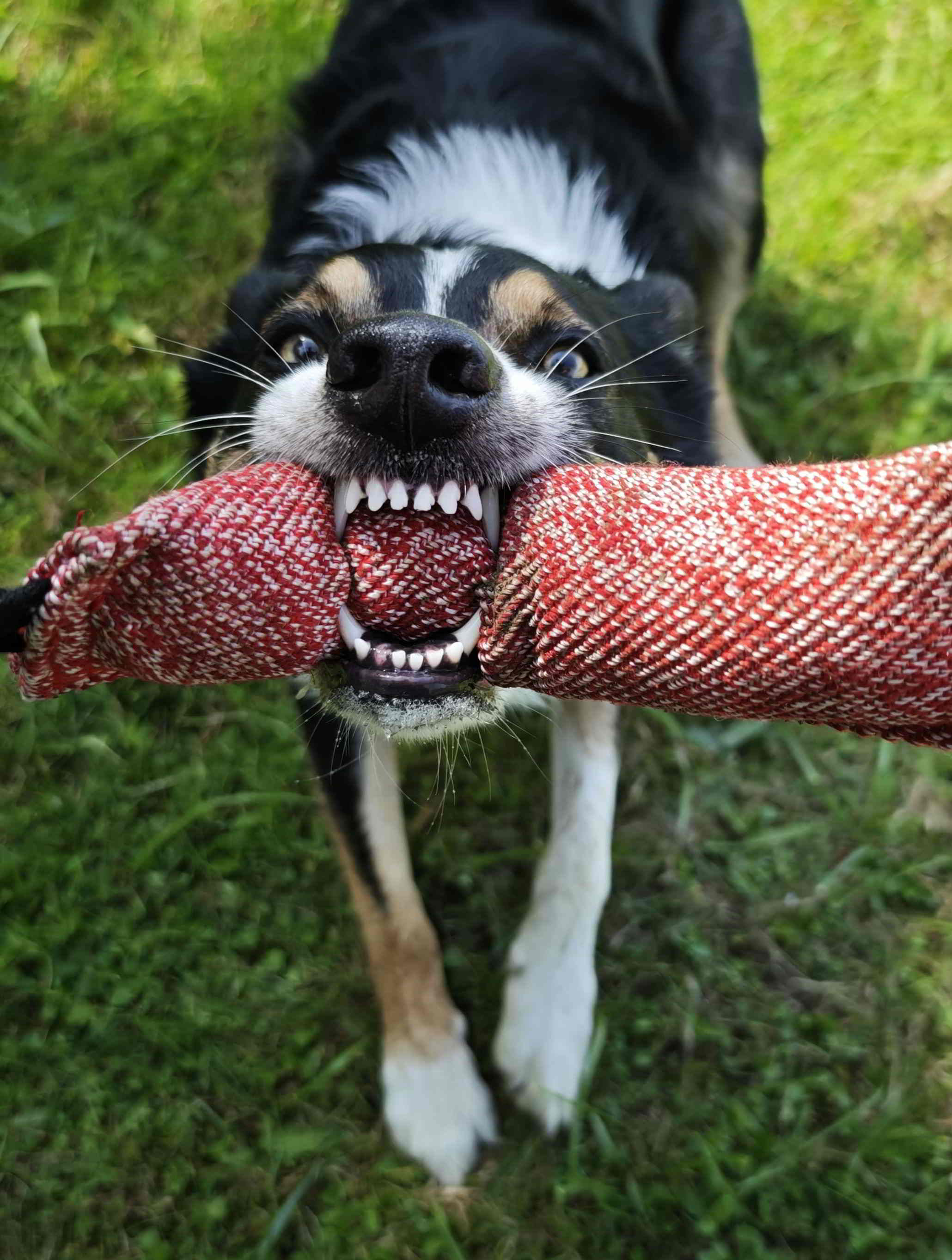 Border Collie en action