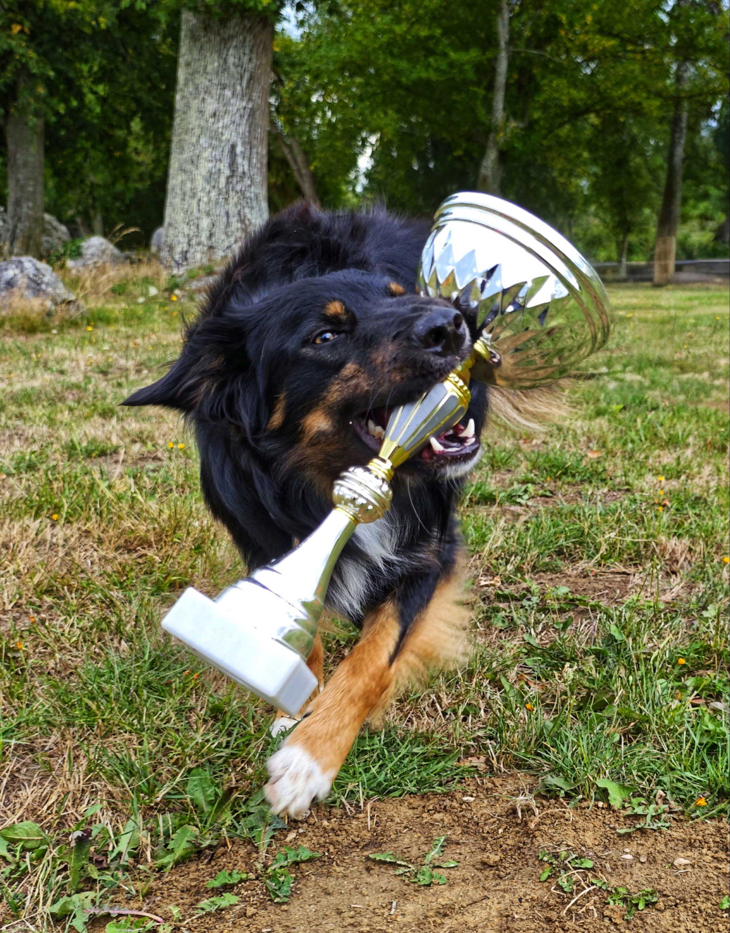 Border Collie en concours