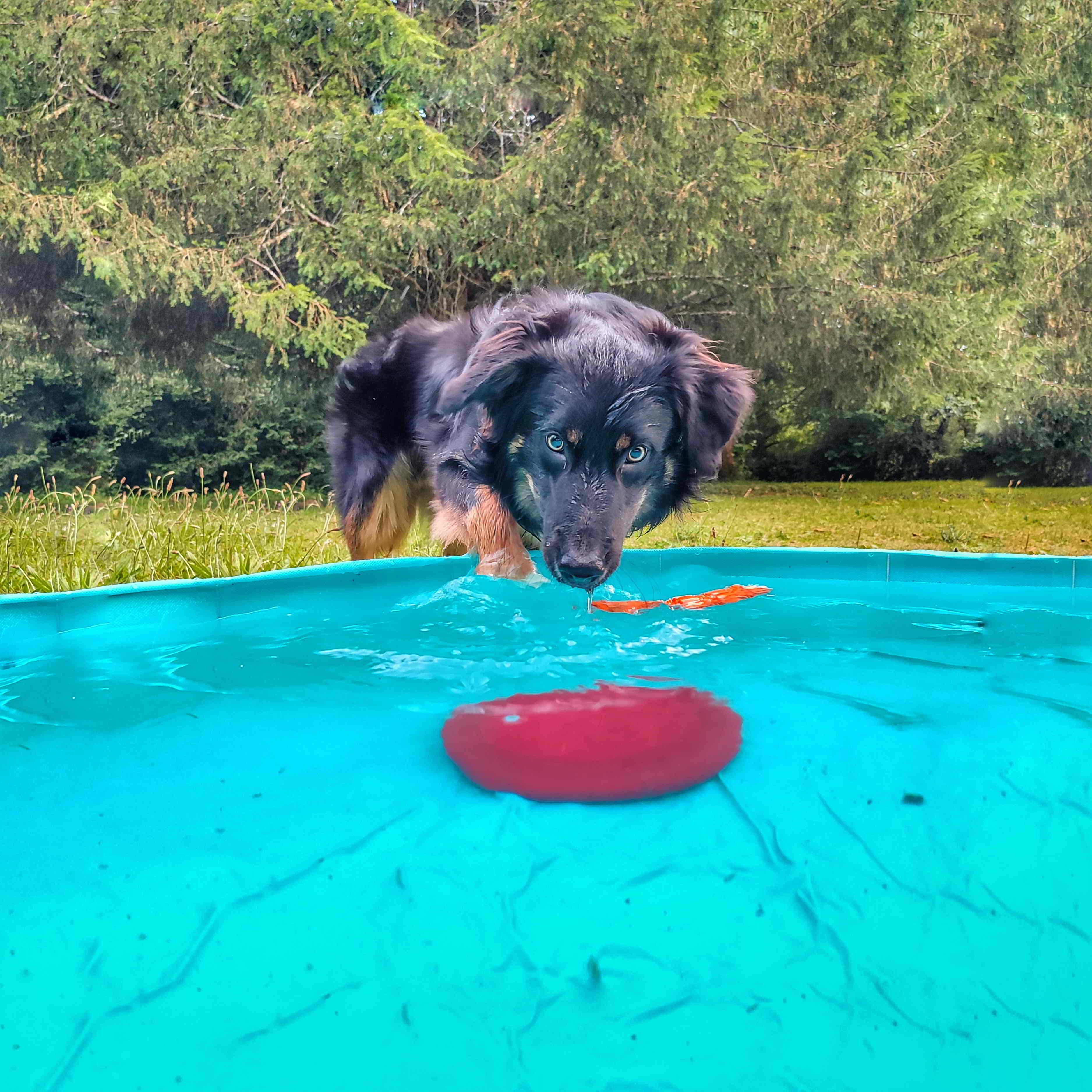 Border Collie joueur