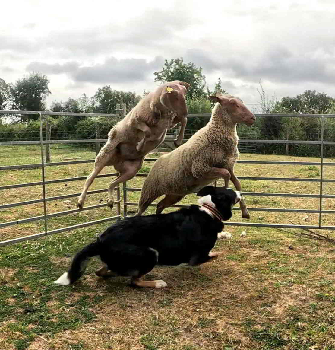 Border Collie malicieux