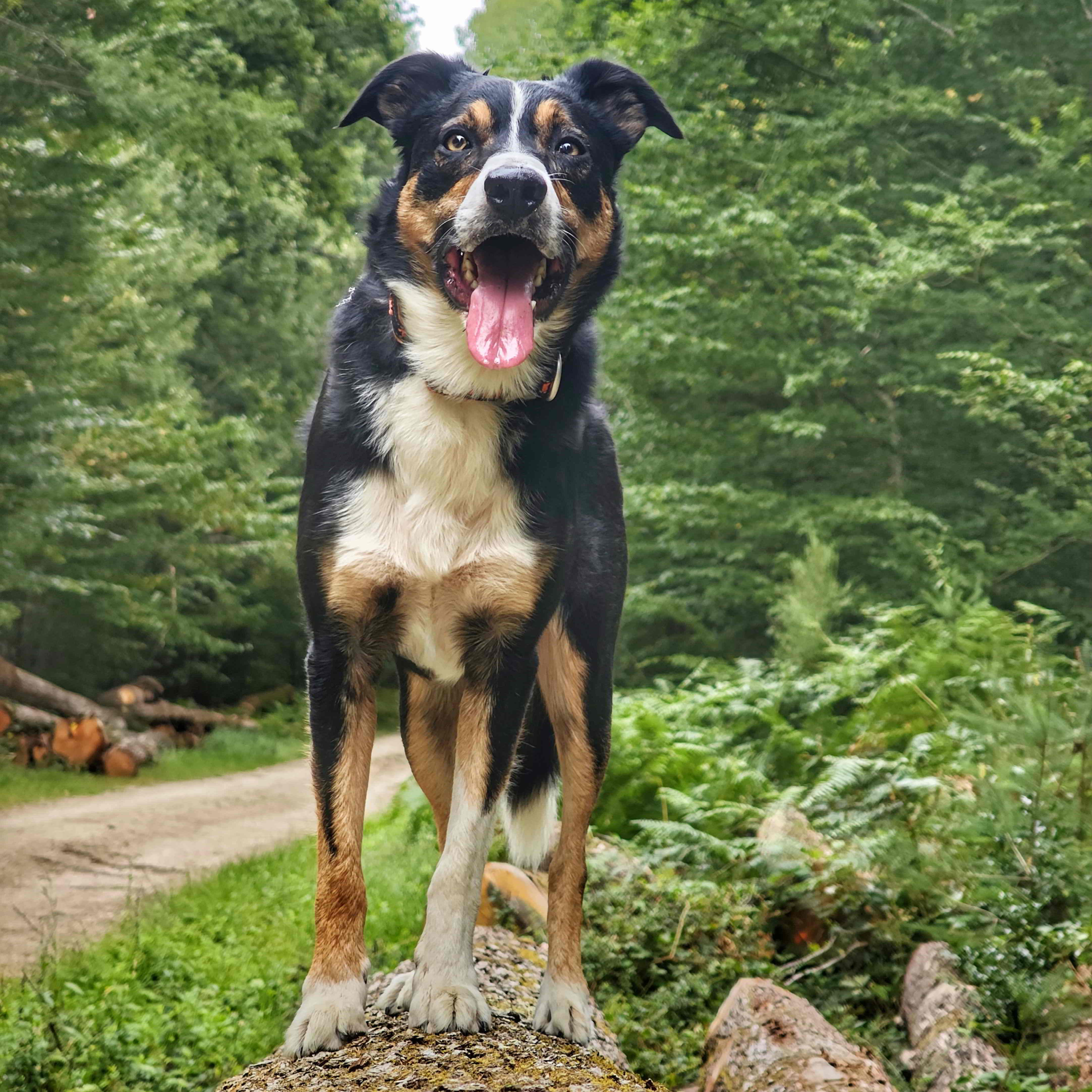 Border Collie