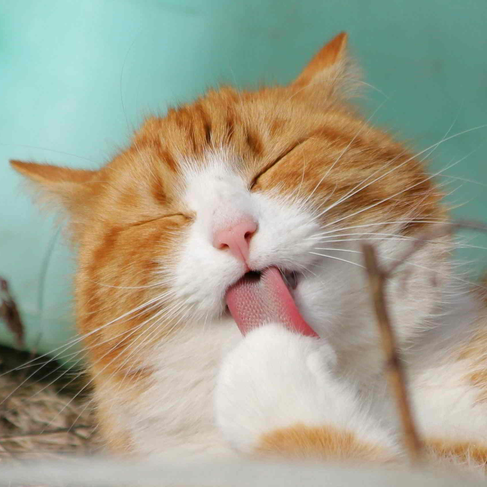Chat