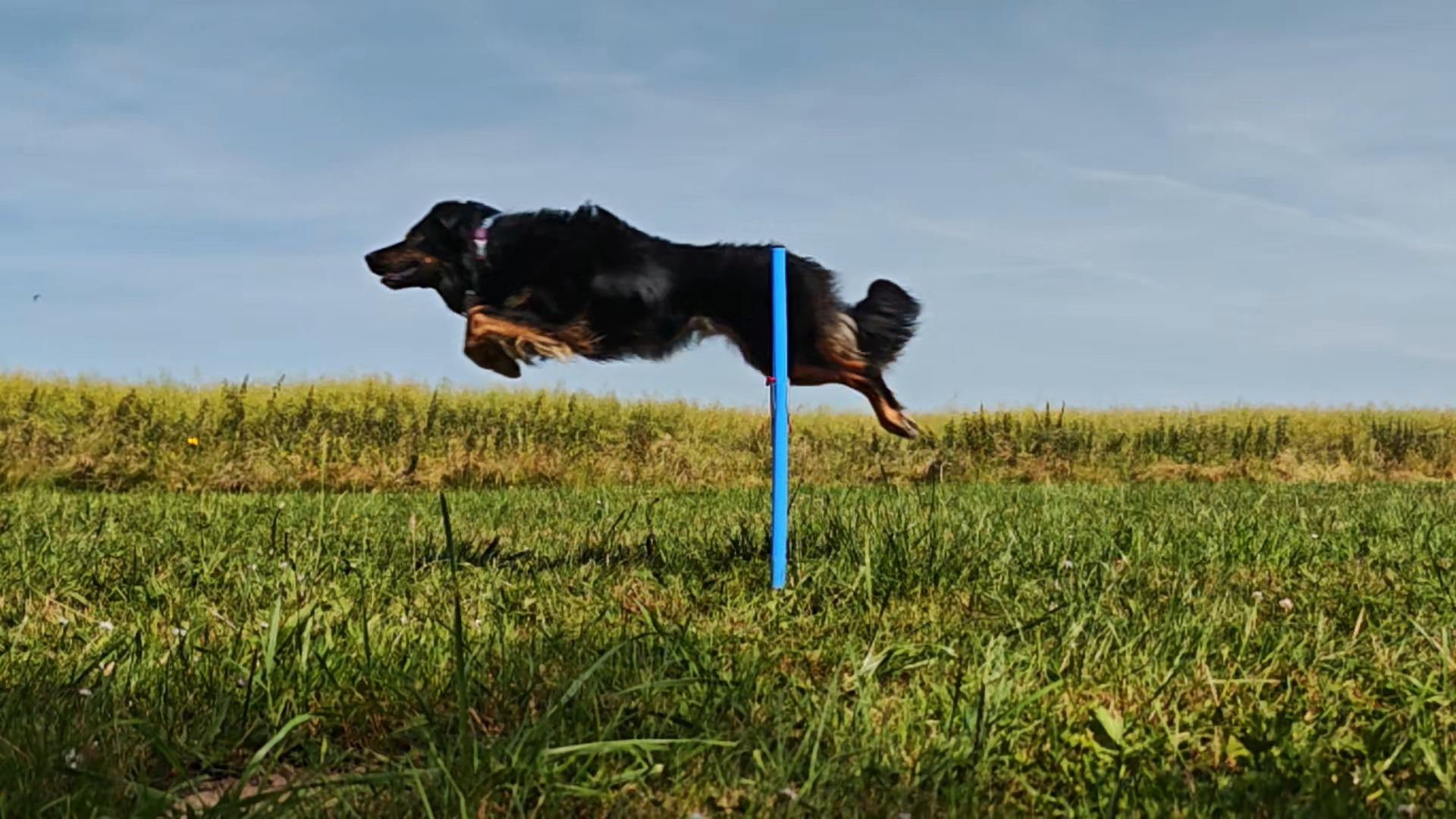 Border Collie attentif