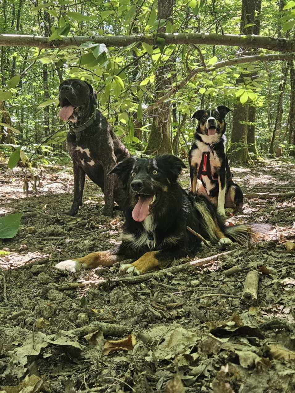 Border Collie en pleine course