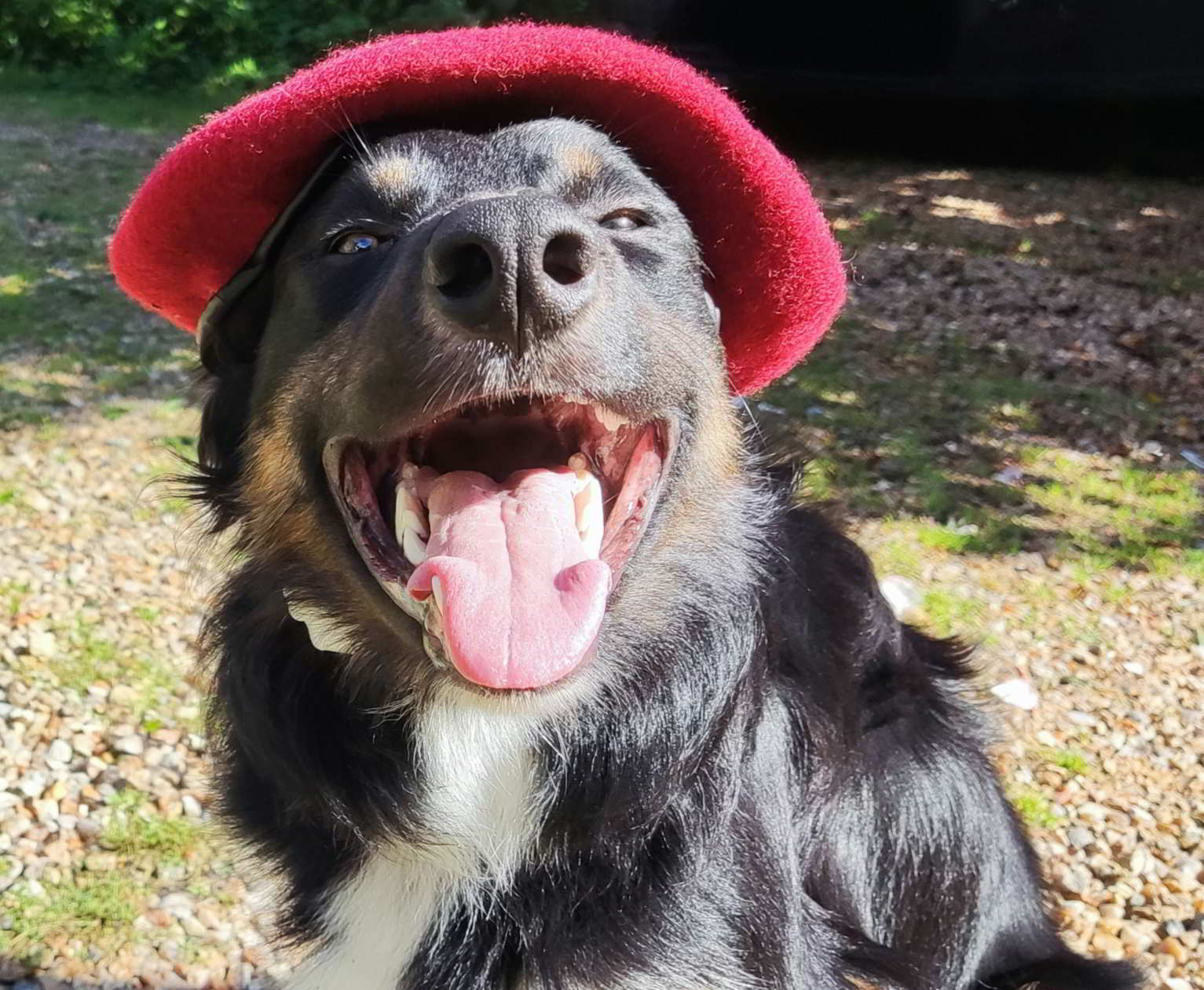 Border Collie câlin