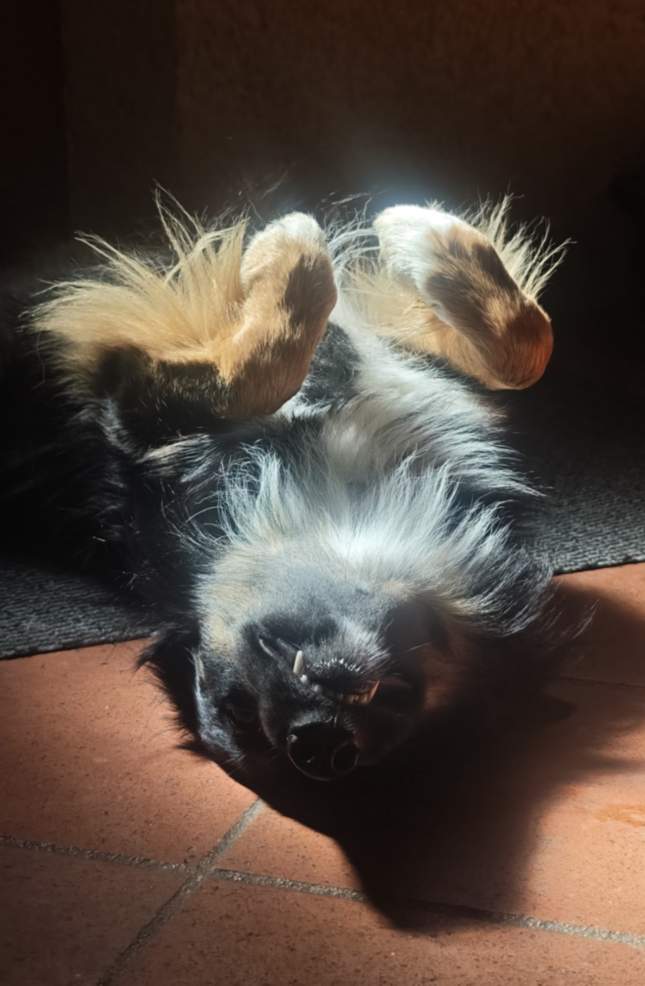 Border Collie repos